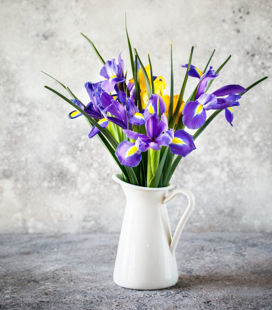 Irises purple are wonderful garden plants. Flowers as a symbol of spring.