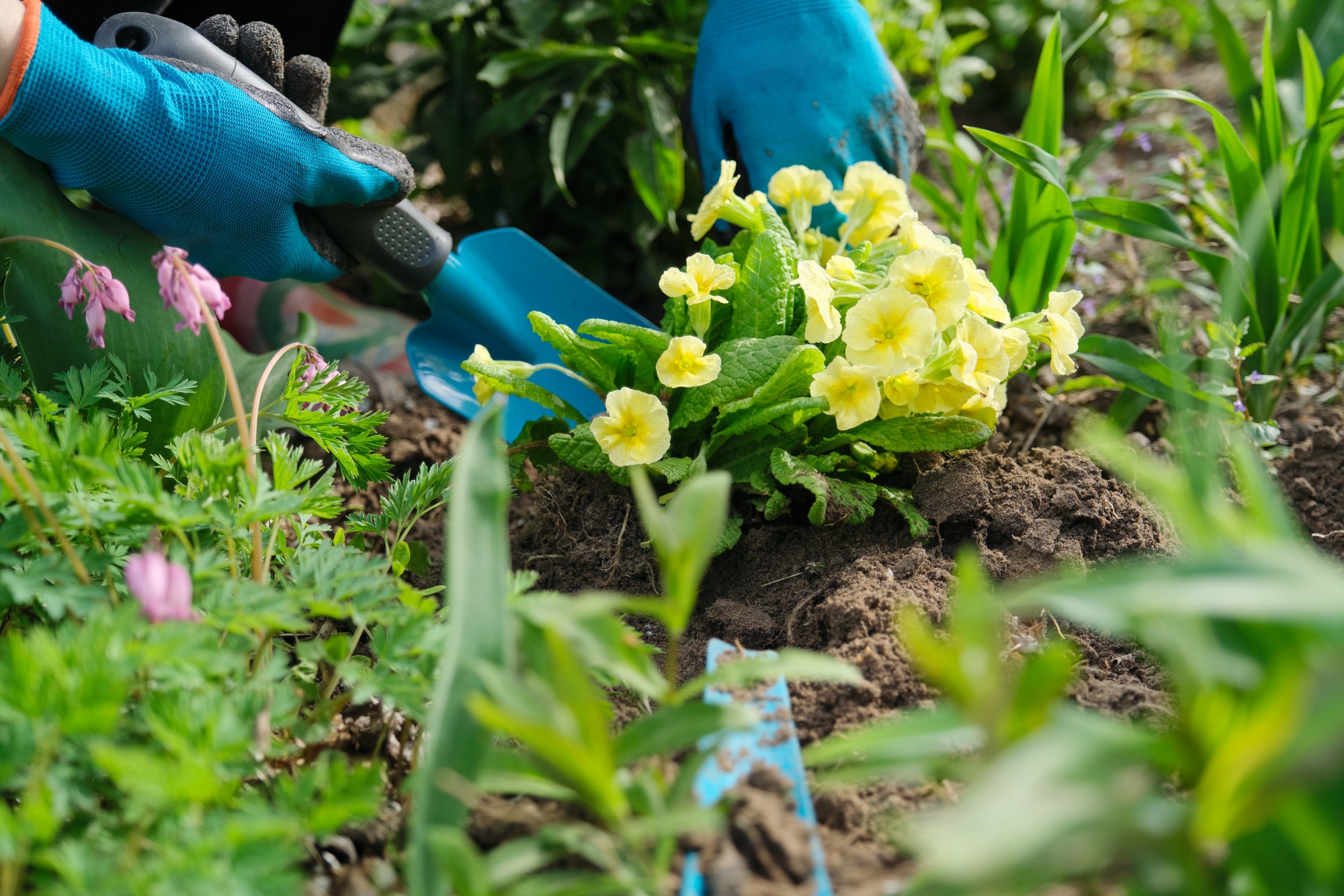 Woman planting primula flowers in spring garden